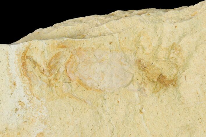 Miocene Pea Crab (Pinnixa) Fossil - California #141614